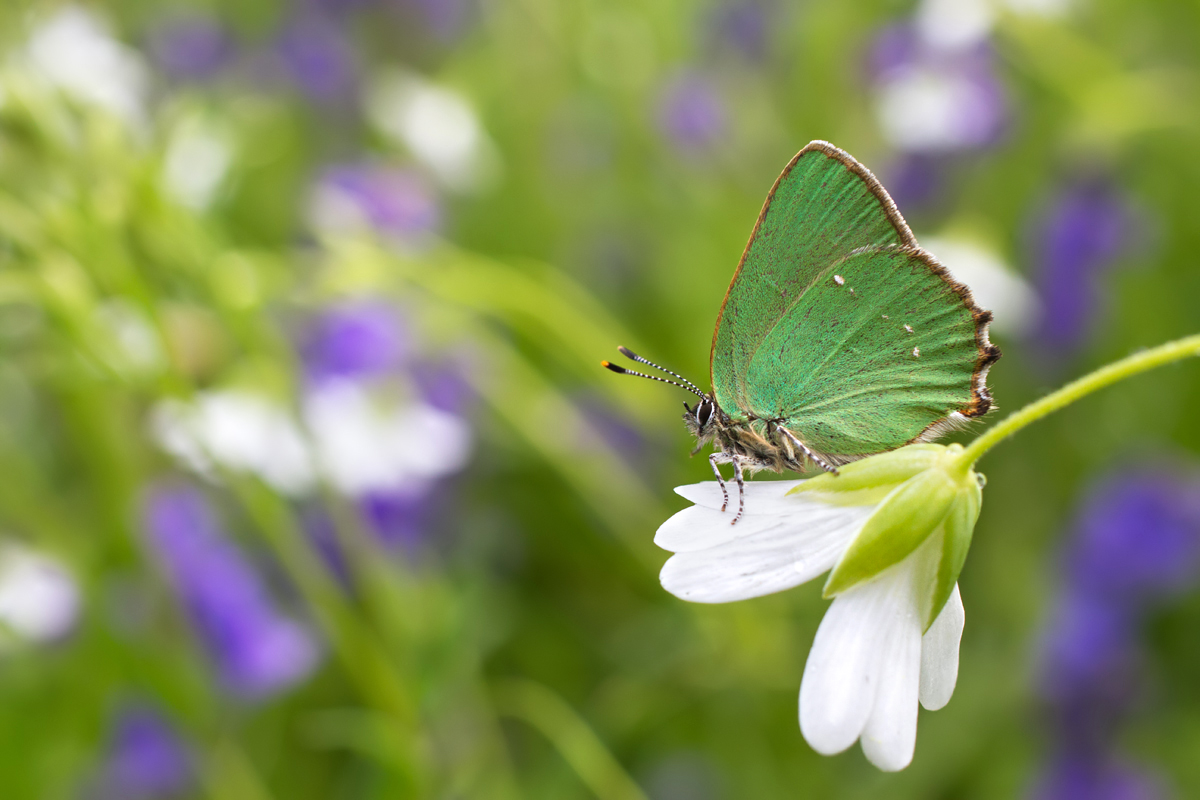 Green Hairstreak 8